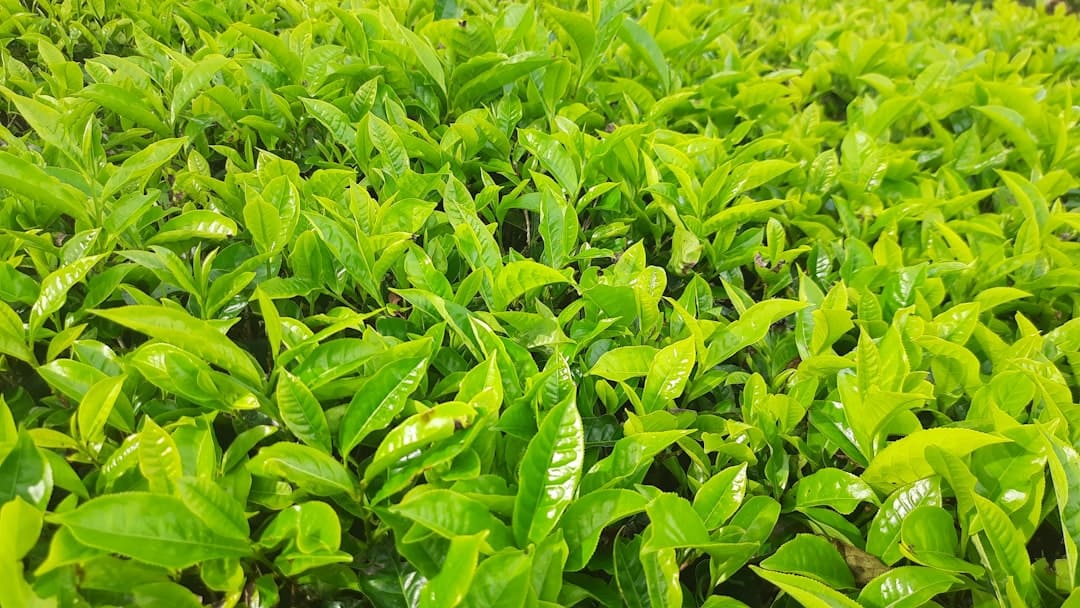 Promoting Wellness: The Health Benefits of Drinking Herbal Tea