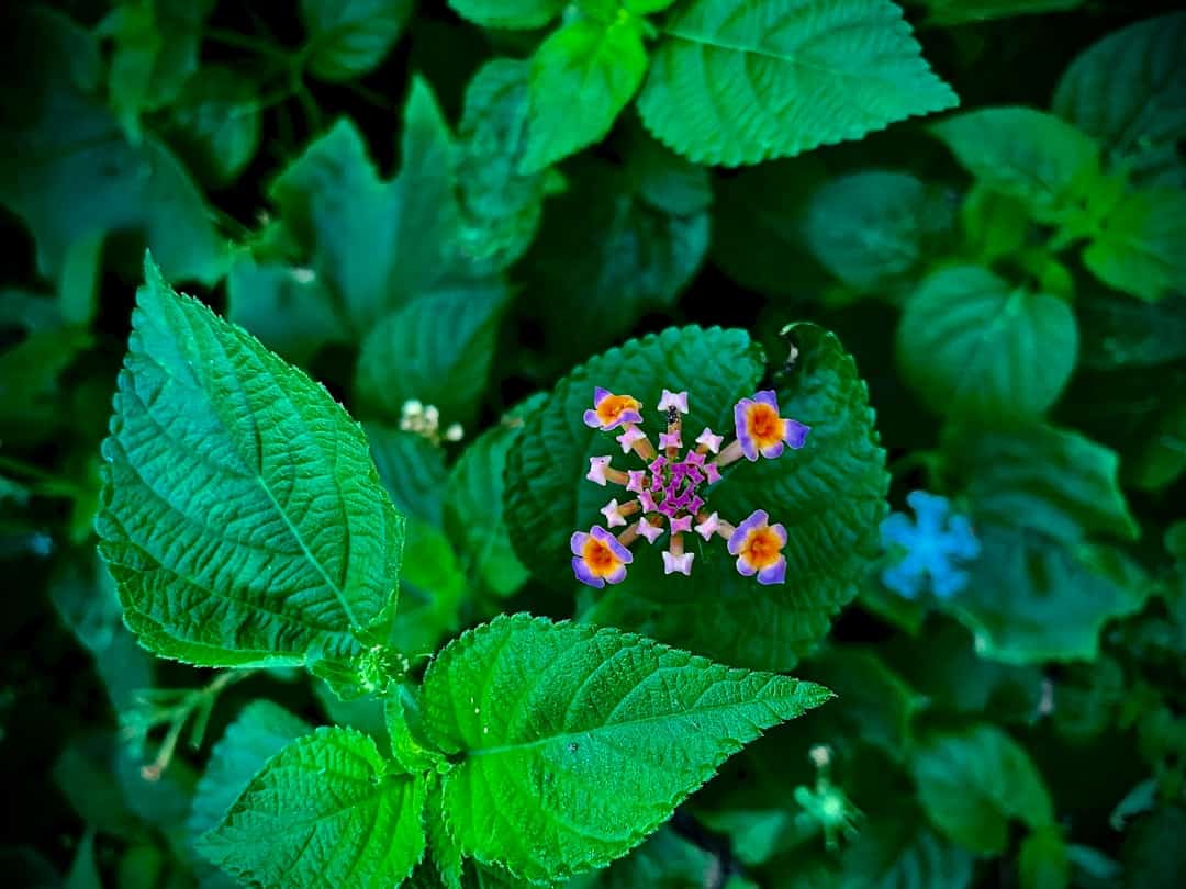 Energize Your Day: Herbal Teas for Natural Energy Boost