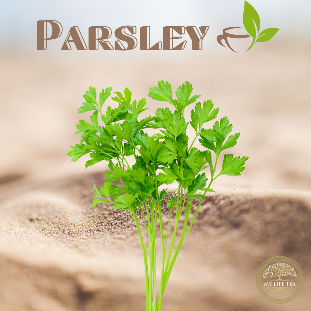What is Parsley Tea and What Can it do For You? - My Life Tea