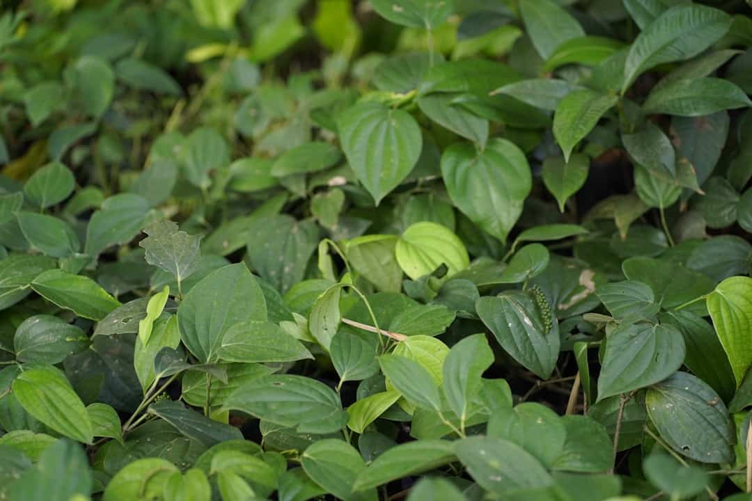 Herbal Tea Antioxidants
