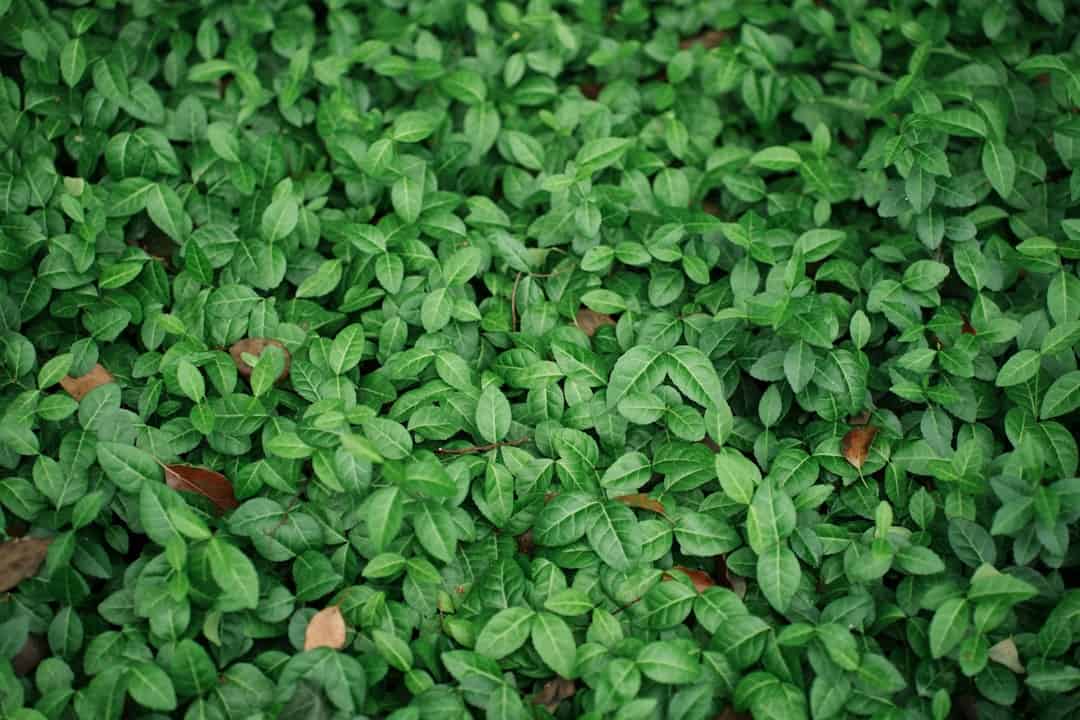 Energizing Herbal Teas