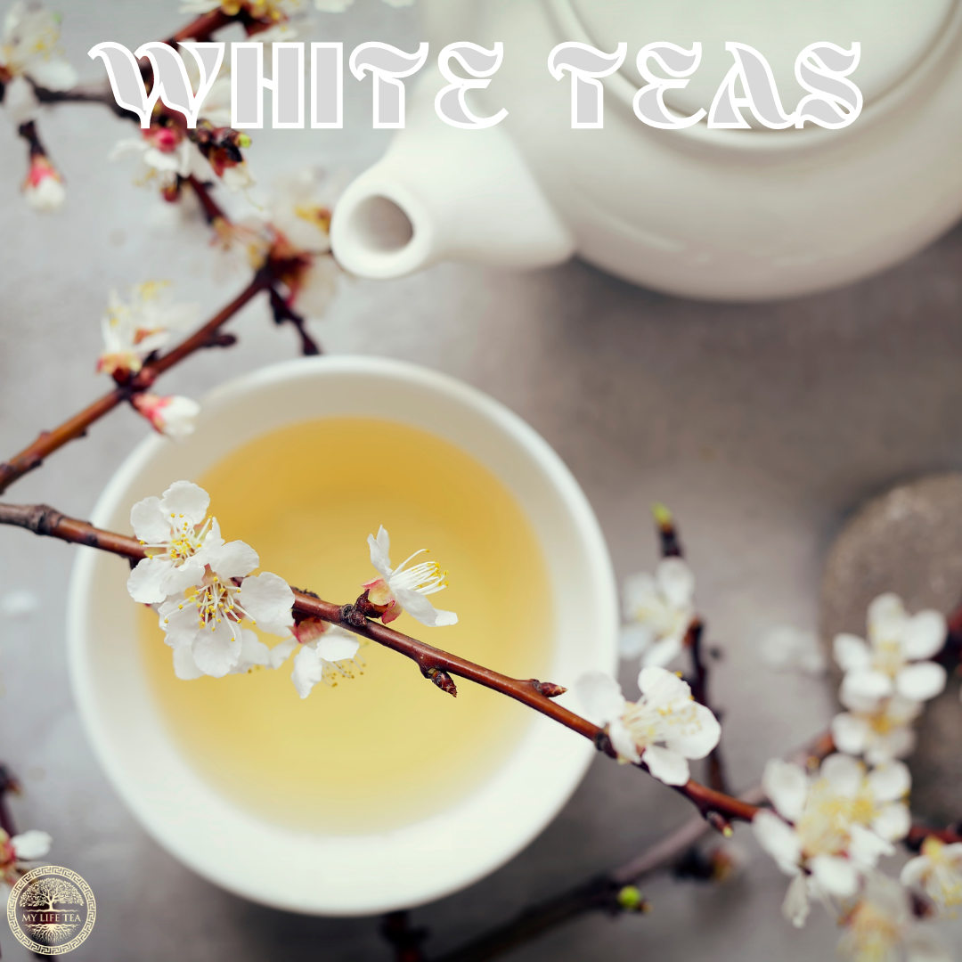 Things to Know About White Teas - My Life Tea