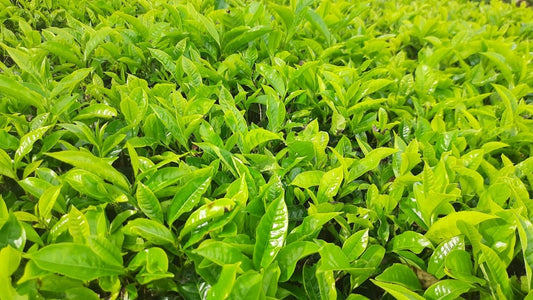 Herbal Tea Health Benefits