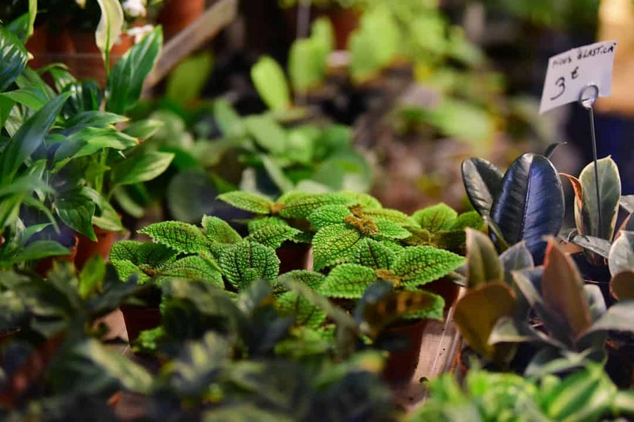 Essential Herbal Tea Guide